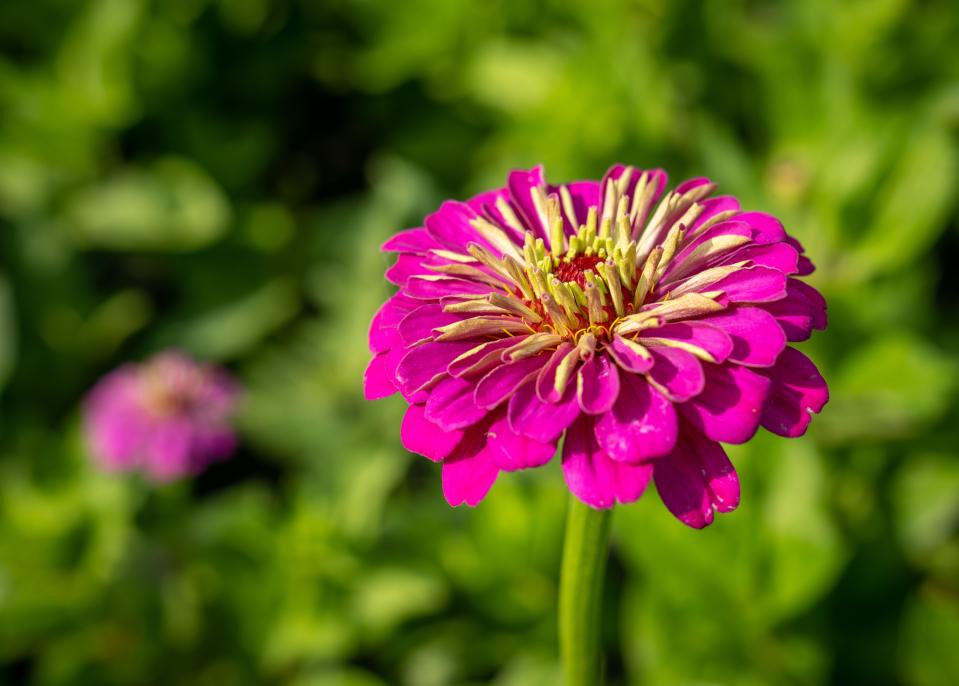 Zinnias grow at PepperHarrow in Winterset, Wednesday, June 14, 2023. The farm has been rebuilt after a tornado tore through last year.