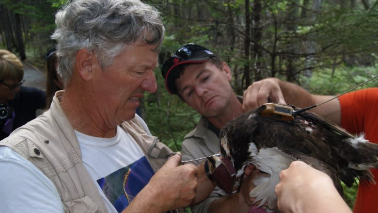 'They're charismatic. They're dramatic. They're beautiful': U.S. bird scientist visits N.L to study ospreys
