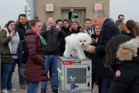 Flynn, a bichon frise and winner of Best In Show at the 142nd Westminster Kennel Club Dog Show, is groomed by handler Bill McFadden at the Top of the Rock in New York, U.S., February 14, 2018. REUTERS/Lucas Jackson