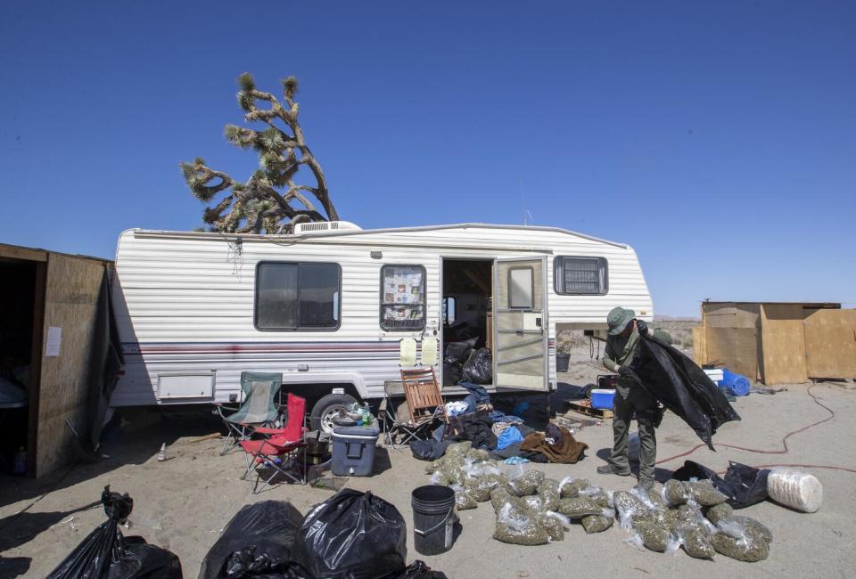 A San Bernardino County Sheriff's deputy at an illegal marijuana grow in the unincorporated area of Phelan.