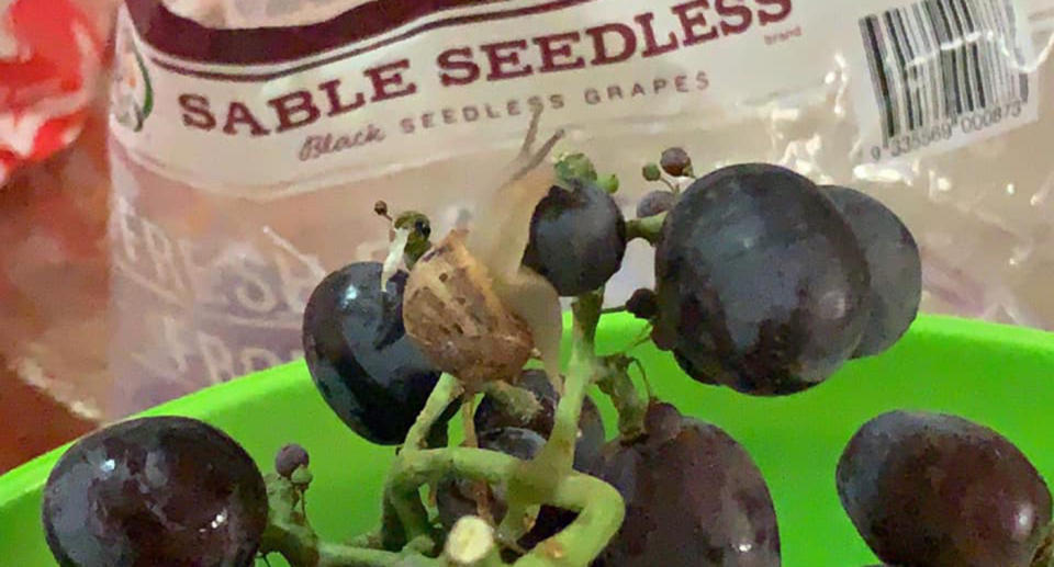 A snail inside Coles grapes from South Australia