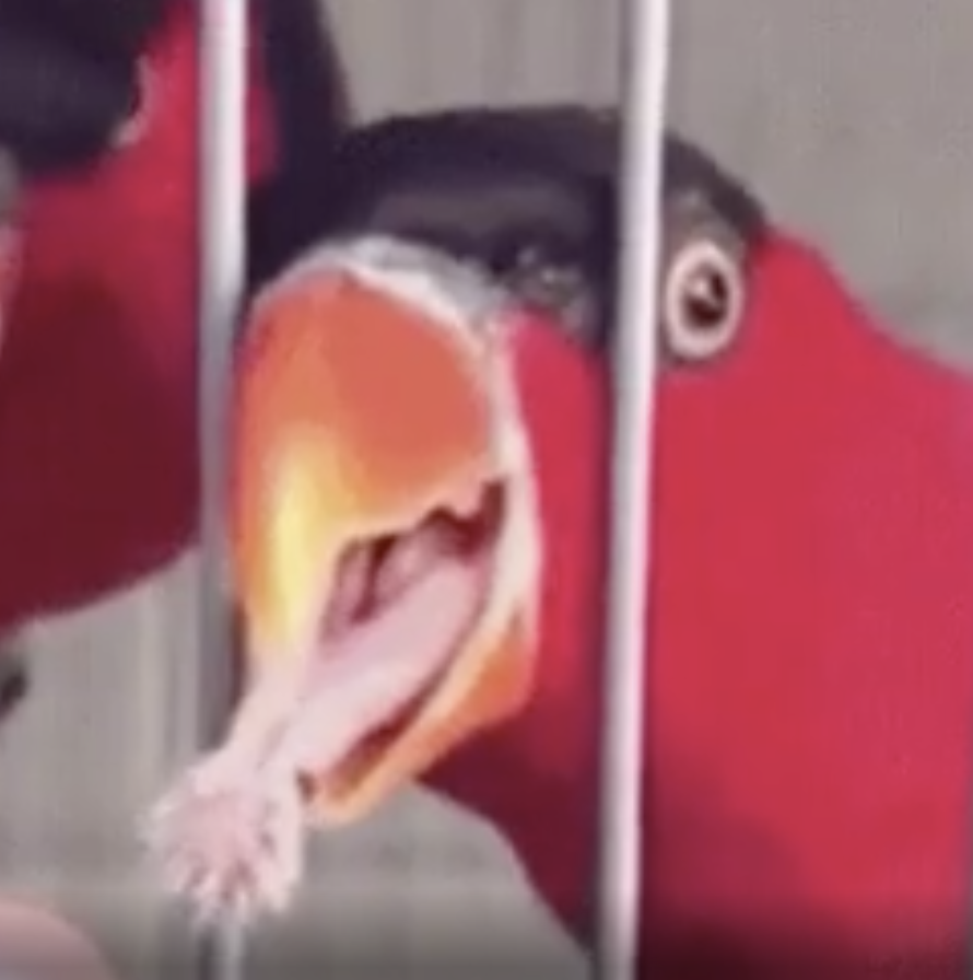 A red parrot is behind bars with its mouth open, holding a piece of meat with its beak. The image is in an article categorized as Internet Finds