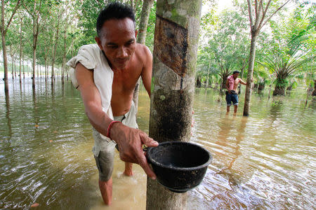 Phon Tongmak, a rubber tree farmer, adjusts a cup at his flooded rubber plantation at Cha-uat district in Nakhon Si Thammarat Province, southern Thailand, January 18, 2017. REUTERS/Surapan Boonthanom