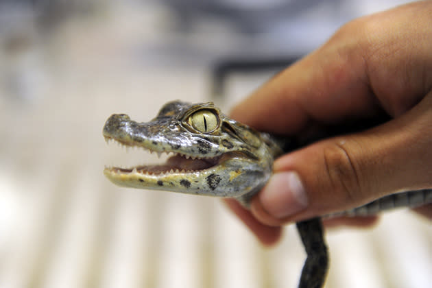 A baby broad-snouted caiman (Caiman latipostris) is presented at the zoo in Rio de Janeiro, Brazil, on June 29, 2012. Rio's zoo on Saturday will open an animal nursery to treat animals originary from Brazil in risk of extintion who were abandoned by their parents. AFP PHOTO/VANDERLEI ALMEIDA