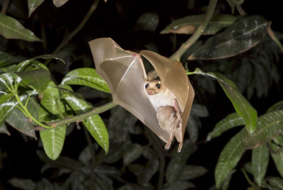 Bats only have one pup at a time.