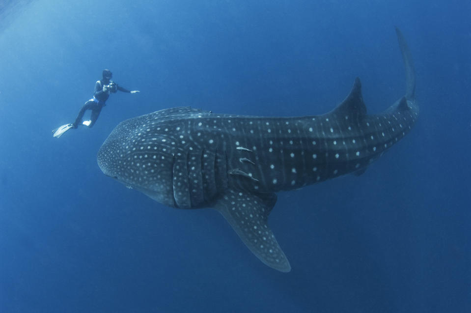 El buzo estaba muy lejos de ser devorado. Esta especie de tiburón, que es la criatura más grande de los océanos, es en realidad vegetariano. El buzo escapó del encuentro sin un rasguño y siguió disfrutando de estos increíbles animales inofensivos. (Cortesía de Mauricio Handler/ Handlerphoto.com/solent)