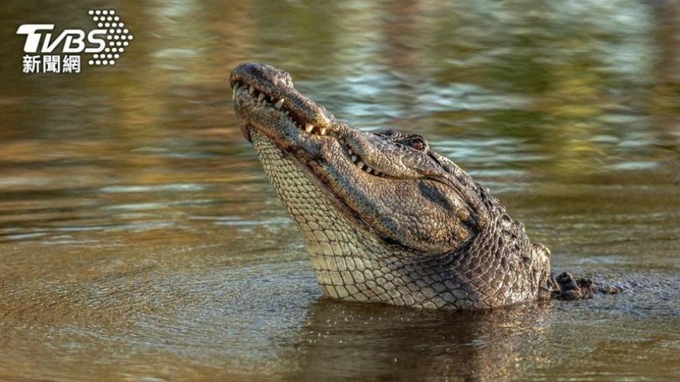 動物園認為鱷魚太胖了，需要動起來。（示意圖／shutterstock 達志影像） 