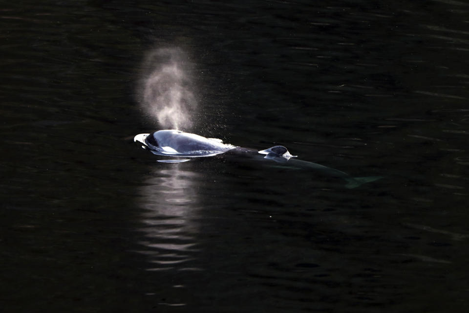 An orca calf swims in Little Espinosa Inlet, near Zeballos, British Columbia, on Friday, April 19, 2024.  / Credit: Chad Hipolito/The Canadian Press via AP