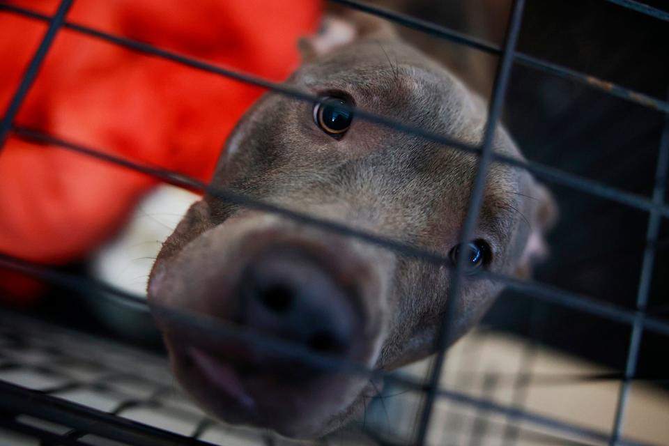 Jonas waits to be adopted at Animal Care and Protective Services in Jacksonville.