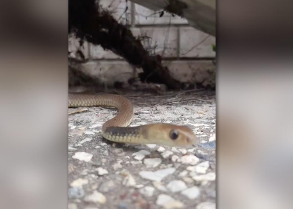 The eastern brown slithers out from under the air conditioning unit before biting Mr Harrison on the thumb. Source: Facebook/ Gold Coast and Brisbane Snake Catcher