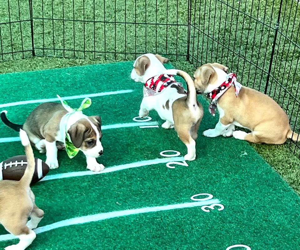 Puppies frolic at the Cape Coral Animal Shelter's 2023 Puppy Bowl. Last year, they wore bandannas for the big fame. But they'll have tiny football and cheerleader outfits when they return Feb. 11 on Super Bowl Sunday.