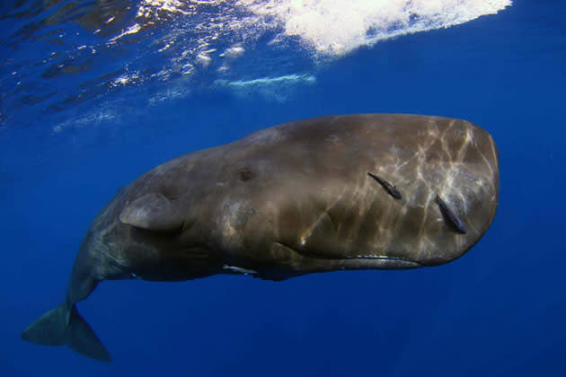 <b>Fish or Marine Animal Portrait</b><br> Though this animal doesn't look like a tot, indeed the behemoth is just a babe, a juvenile sperm whale (Physeter macrocephalus). The photo, taken in Dominica by Douglas Kahle of Florida took home first place in the animal portrait category. <br>CREDIT: Douglas Kahle, University of Miami Rosenstiel School of Marine & Atmospheric Science.