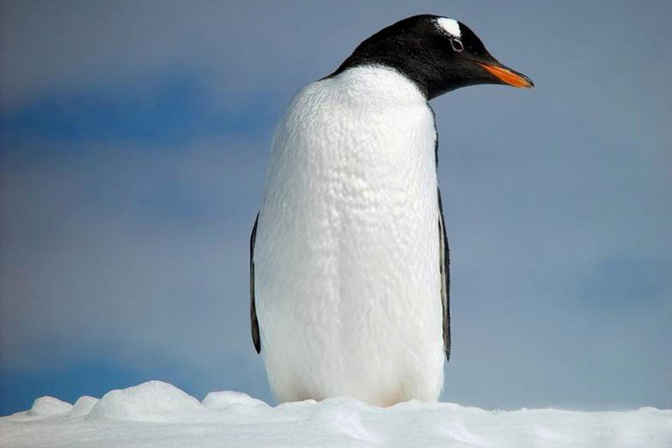 Pingüino en Antartida Foto: Getty