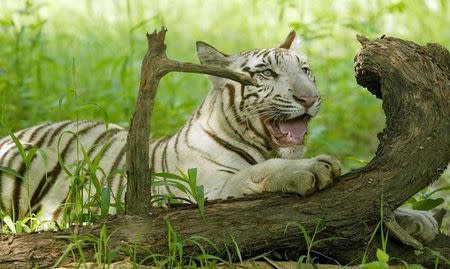 File photo of a white tiger in his enclosure at the New Delhi Zoo September 27, 2005. REUTERS/Kamal Kishore/Files
