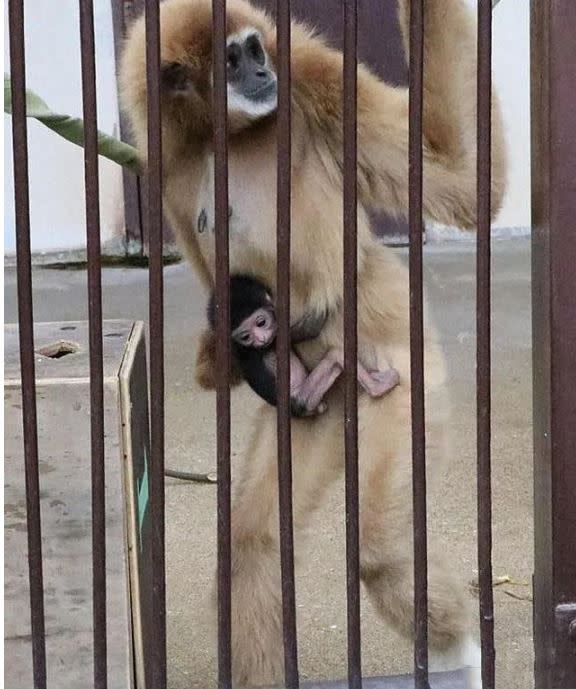 日本動物園獨居母猿懷孕生子。（圖／翻攝自推特）