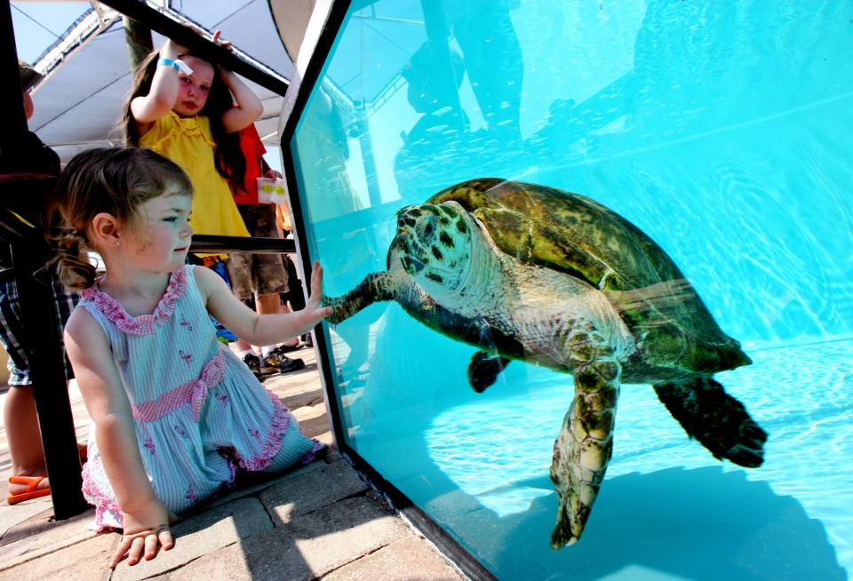 The turtles are a big draw for the annual TurtleFest at Loggerhead Marinelife Center in Juno Beach.