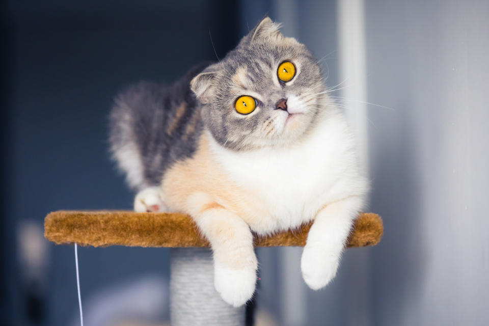 GettyImages 1082494944 Heres the Cat Breed That Captures Each Zodiac Signs Personality
