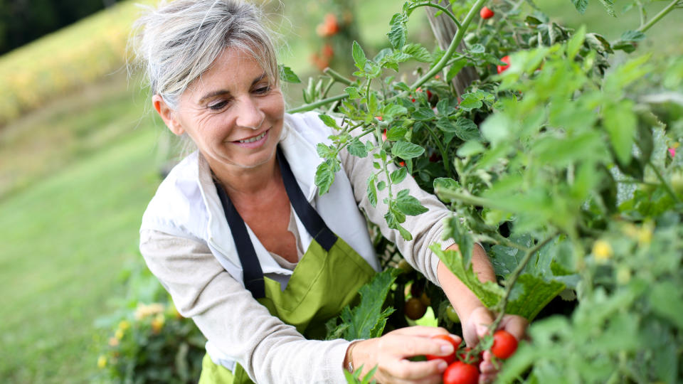 Mature woman pruning tomatoes in garden