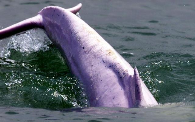 A rare Chinese white dolphin dives into water near Hong Kong on 18 August 2001. A dolphin has died in China after tourists hoisted it out of the water to pose with it for photographs, state media said Tuesday, provoking outrage online