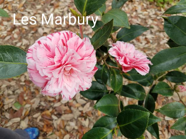 New Hanover Arboretum to host a spring camellia show and sale