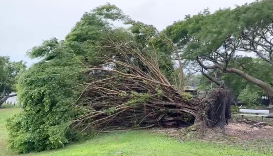 Tree uprooted by tropical storm force winds blowing across Guam on 24 May, 2023 (AFP via Getty Images)
