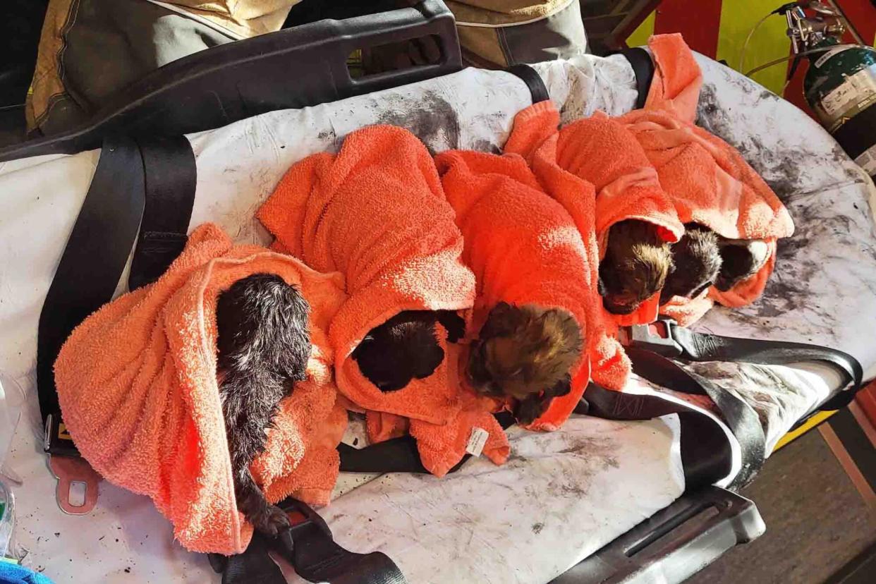 puppies rescued from fire by Colleton County Fire-Rescue