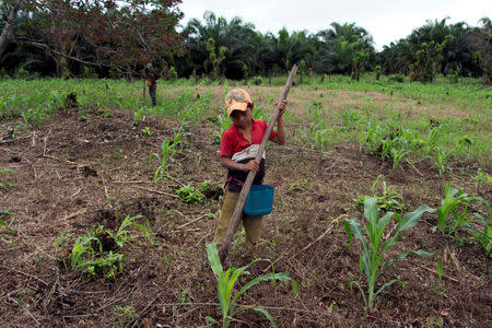 FILE PHOTO: Jorge Francisco Macz, 9, sows corn seeds near a palm oil plantation in the village where Jakelin, a 7-year-old girl who died in U.S. custody, used to live in San Antonio Secortez, municipality of Raxruha, Guatemala December 16, 2018. REUTERS/Josue Decavele/File Photo