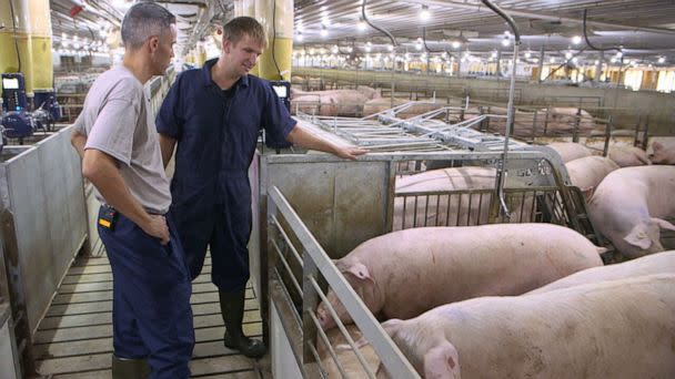 PHOTO: California's Proposition 12 would require farmers to ensure sows in group pens enjoy at least 24-square-feet of space each. Farmers like Mike Boerboom say it will cost them millions of dollars to comply. (ABC News)