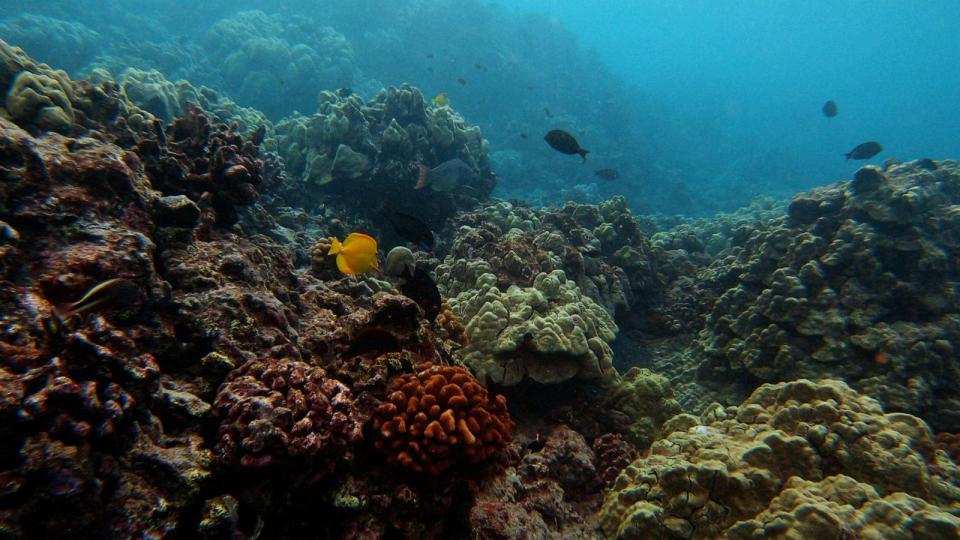 PHOTO: Kuleana Coral Reefs was founded in 2019 by a diverse team who recognized an alarming decline in the overall health of Hawaiian reefs and coastal ecosystems due to human impacts and coral bleaching. (Kuleana Coral Reefs)