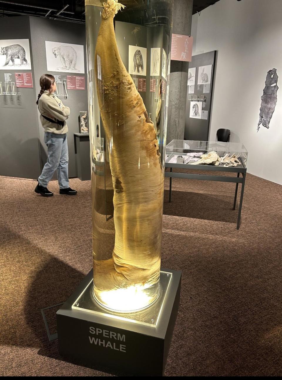 A sperm whale penis behind glass in a museum that's taller than a woman standing nearby