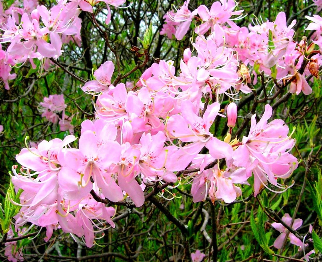 The pinkshell azalea is a deciduous shrub that is easily grown in gardens. It is adaptable to many sites, but is probably happiest in partial shade and at least moderately moist soils.