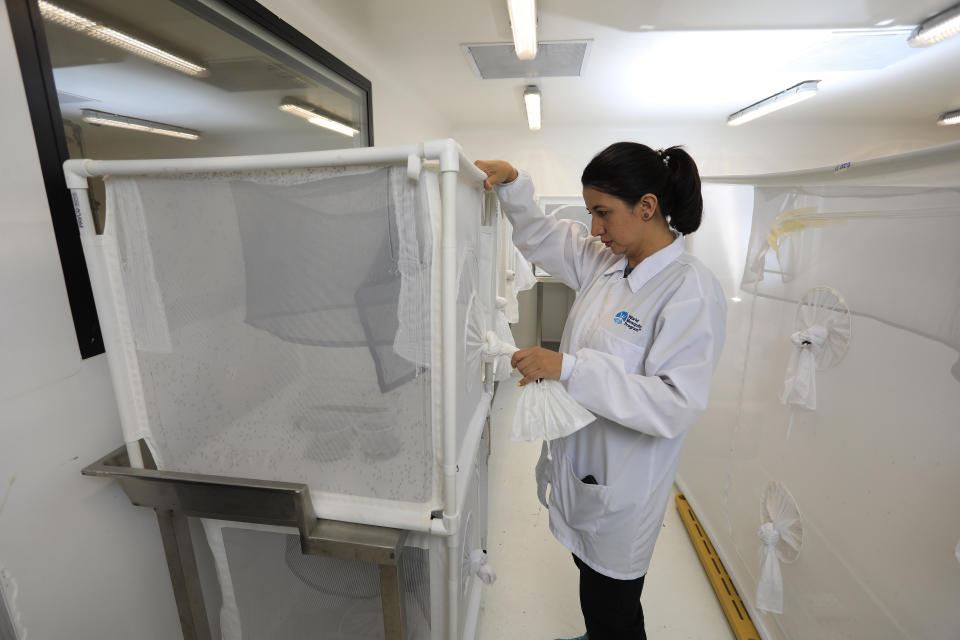 Marlene Salazar observa los mosquitos retenidos en una jaula cuadrada, en un centro del Programa Mundial del Mosquito, en Medellín, Colombia, el 10 de agosto de 2023. Los científicos crían mosquitos portadores de una bacteria llamada Wolbachia que bloquea la transmisión del dengue. (AP Foto/Jaime Saldarriaga)