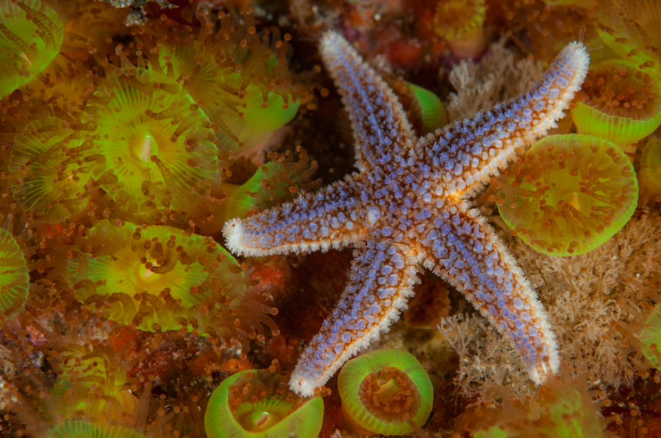 A common starfish lies back on jewel anemones like it hasn’t got a care in the world. 