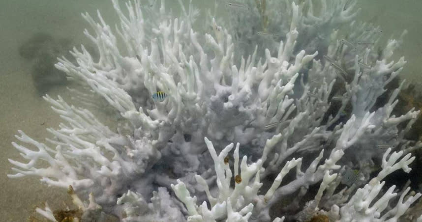 巴西面臨史上最嚴重珊瑚白化問題。（圖／路透社）
