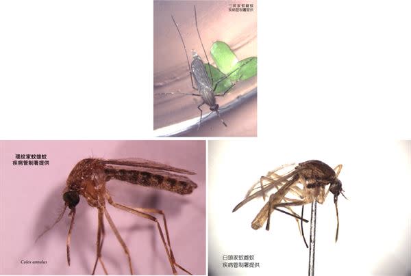 圖上為三斑家蚊雌蚊、左下為環紋家蚊雄蚊、右下為白頭家蚊雌蚊。（疾管署提供）