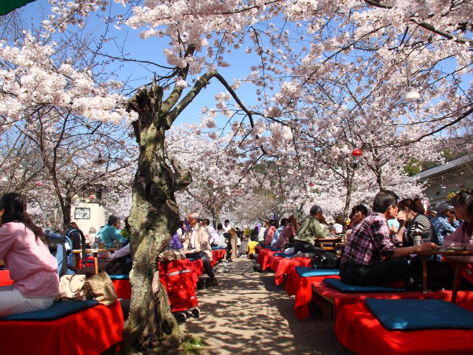 People at a cherry blossom festival in kyoto, japan.