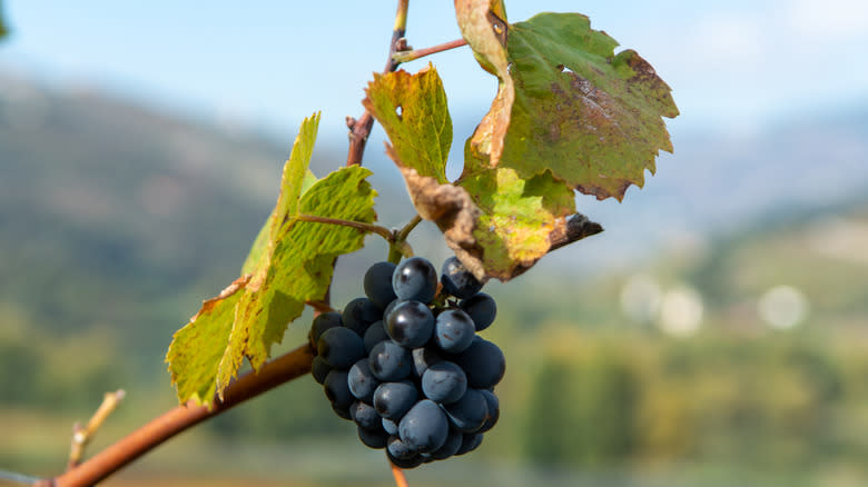 ripe touriga nacional grape vine