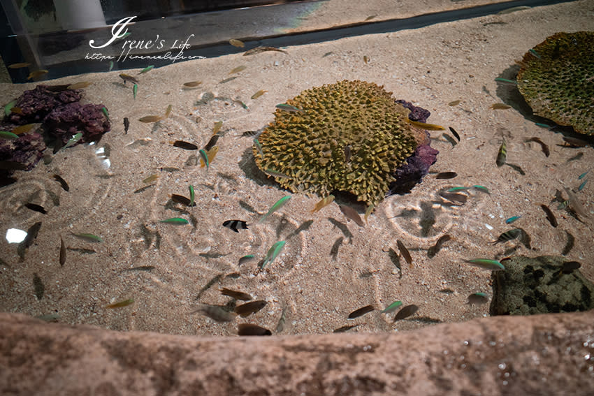 日本沖繩｜DMM Kariyushi水族館