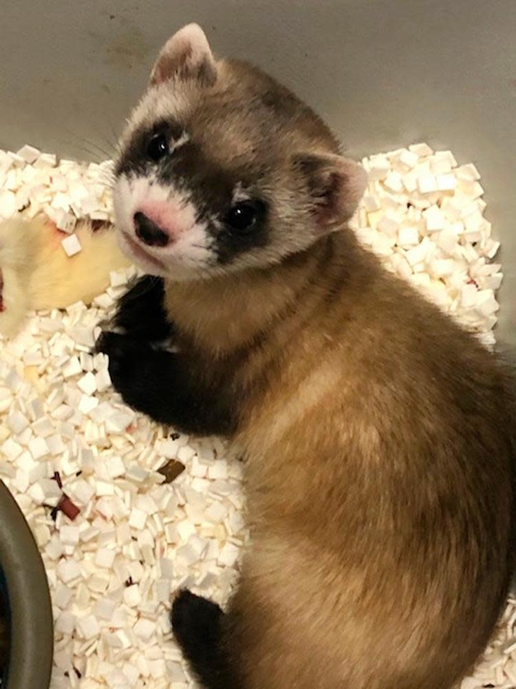 An adorable furry ferret in a cage