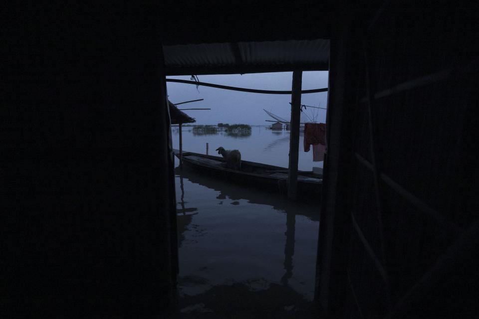 A sheep stands on a boat near Yaad Ali's submerged house in Sandahkhaiti, a floating island village in the Brahmaputra River in Morigaon district, Assam, India, Tuesday, Aug. 29, 2023. (AP Photo/Anupam Nath)