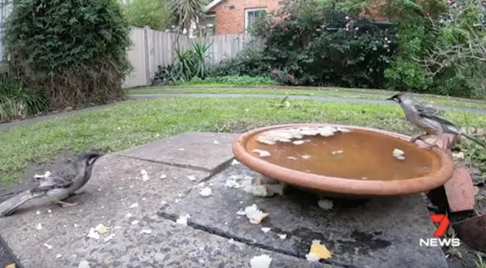 A Melbourne man is facing a court hearing and a $1000 fine, all because he enjoys feeding birds in his front yard. Source: 7 News