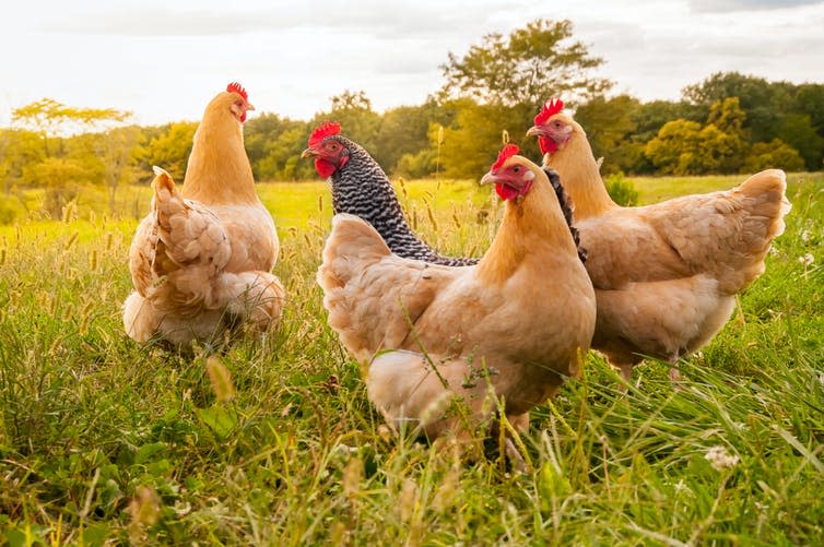 Four chickens explore a field at sunset.