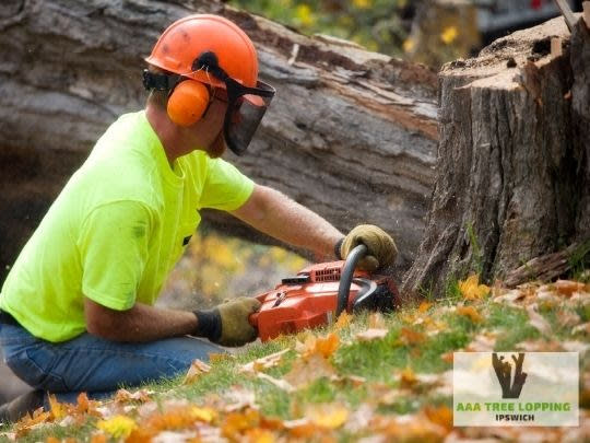 tree lopping ipswich qld