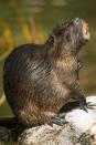 <p>Beavers’ teeth never stop growing, so they chew to keep them at a reasonable length. But their teeth are also built to go through the chomping. They have an enamel made with iron (which gives them an orange hue), but also keep them strong and resistant to acid.</p>