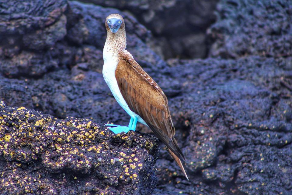 Blue-footed boobies