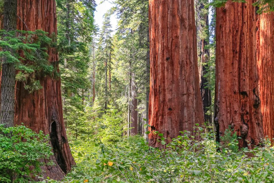 Big Trees State Park in Calaveras County, California.