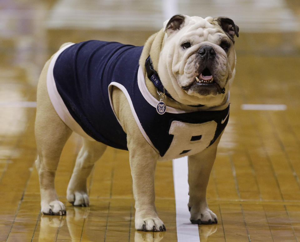 FILE - Blue II, the official mascot of Butler University, waits for the team to arrive at Hinkle Fieldhouse in Indianapolis, Sunday, March 27, 2011. Butler defeated Florida, 74-71, to advance to the Final Four.(AP Photo/Darron Cummings)