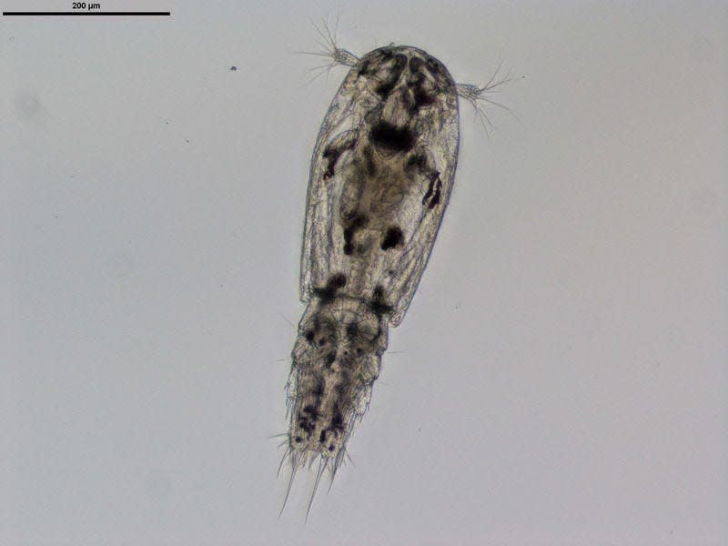 This undated photo provided by Cooke Aquaculture shows a sea lice in its early stages. The lice can grow to be about the size of a pea and lay thousands of eggs in their brief lifetime. (AP Photo/Dr. Shawn Robinson via Cooke Aquaculture)