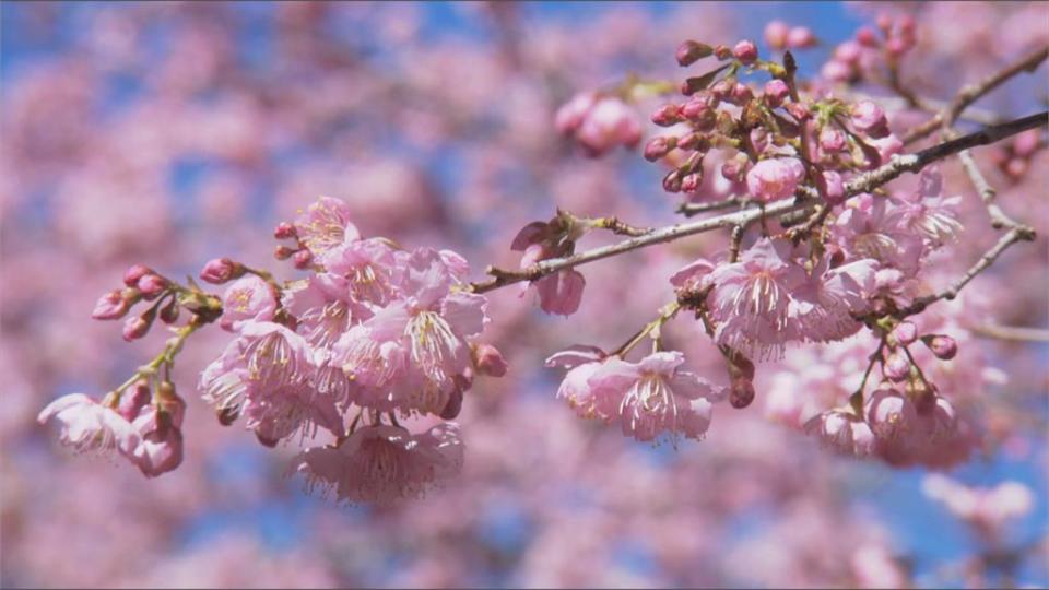 13公頃櫻花盛開 福壽山農場成粉紅秘境