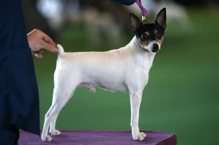 A Toy Fox Terrier stands on the judging platform during judging in the Toy Group at the 139th Westminster Kennel Club's Dog Show in the Manhattan borough of New York February 16, 2015. REUTERS/Mike Segar